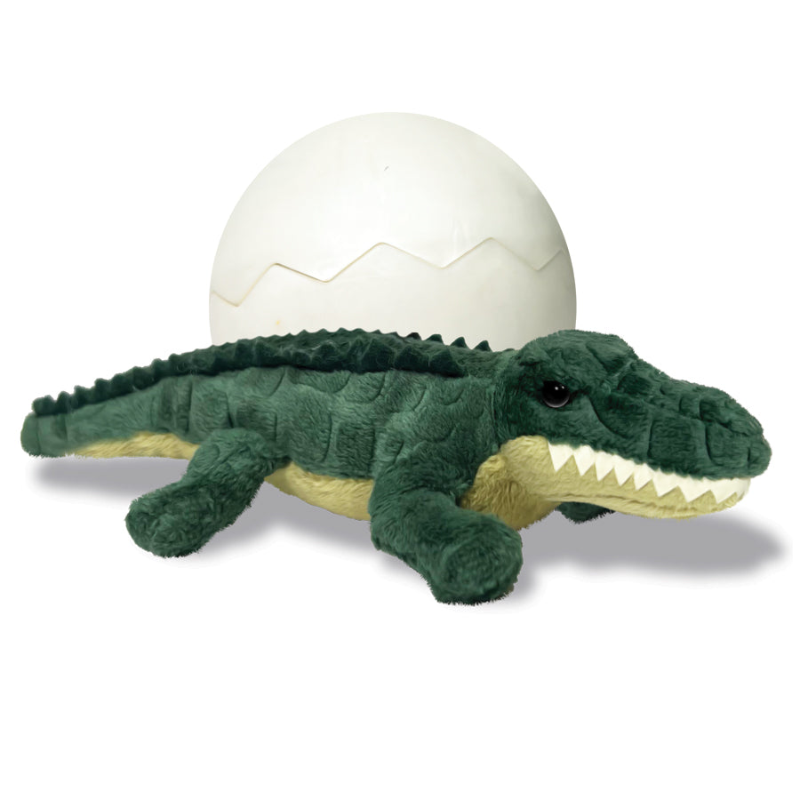 Alligator Hatchling