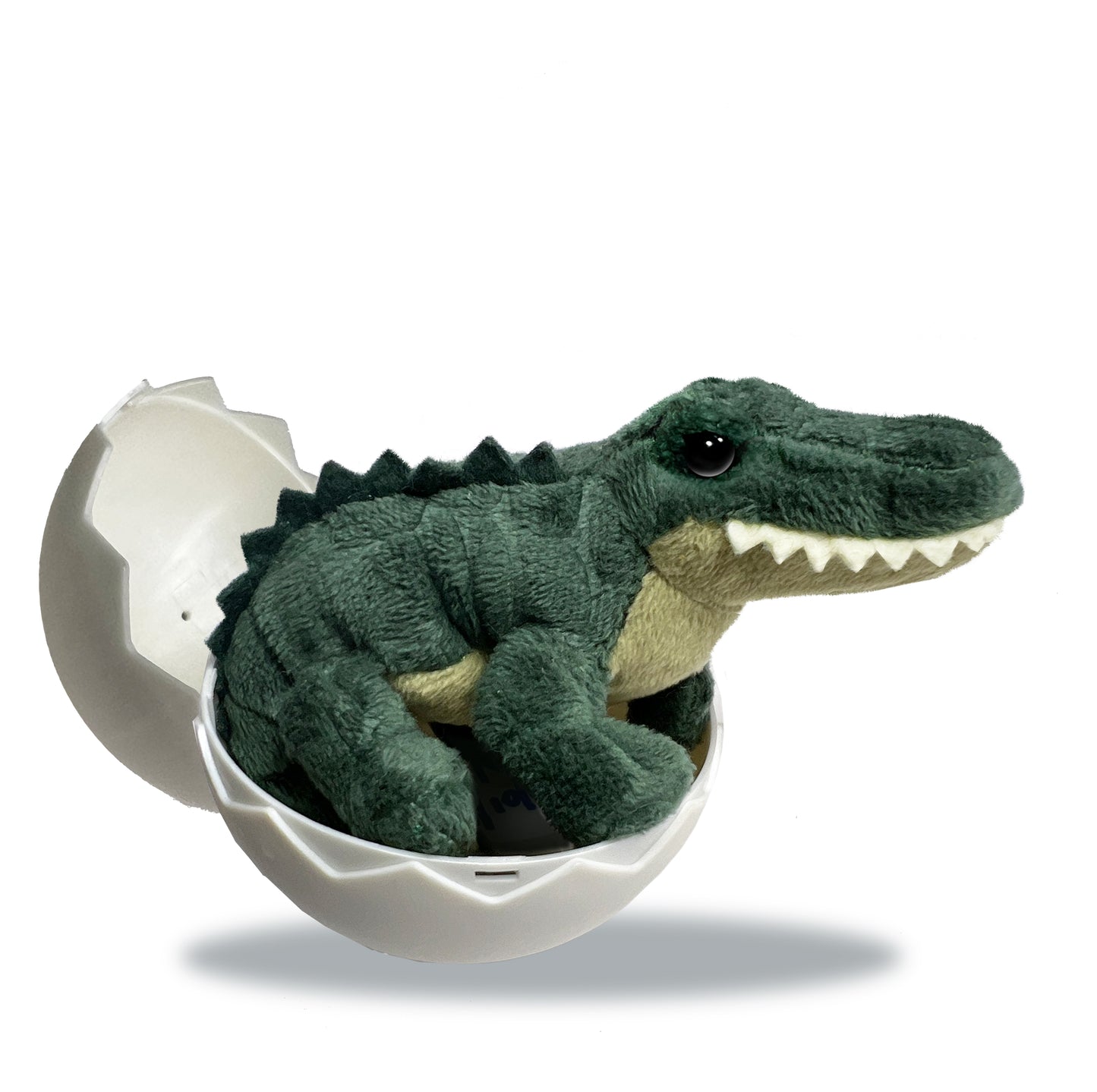 Alligator Hatchling
