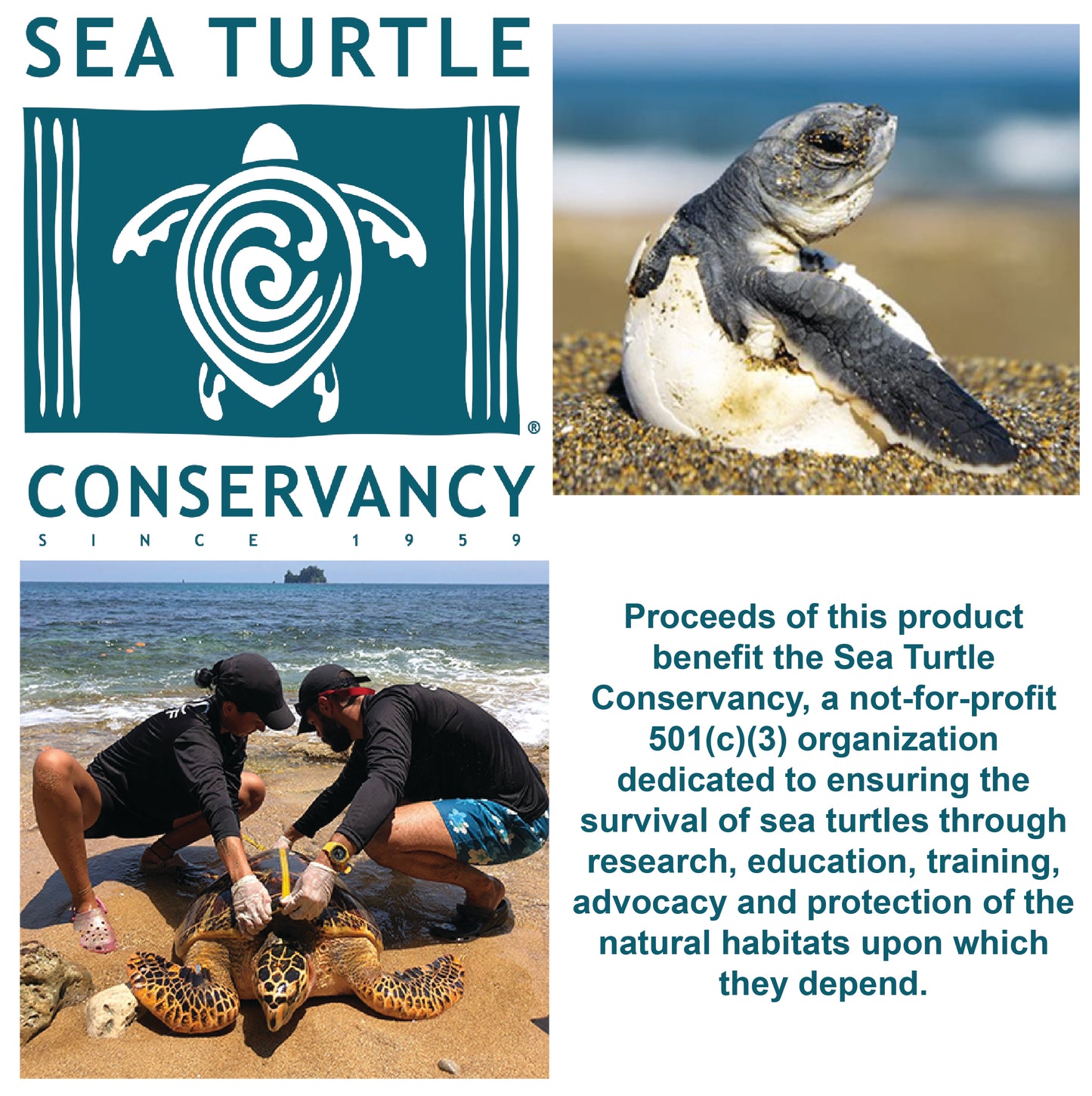 Sea Turtle Hatchling Point of Sale Display