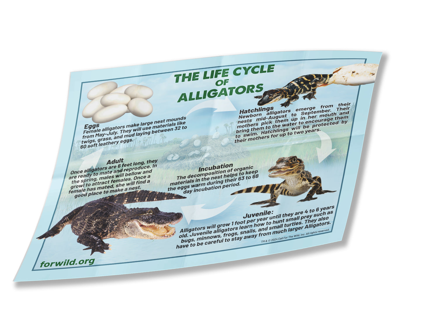 Alligator Hatchling