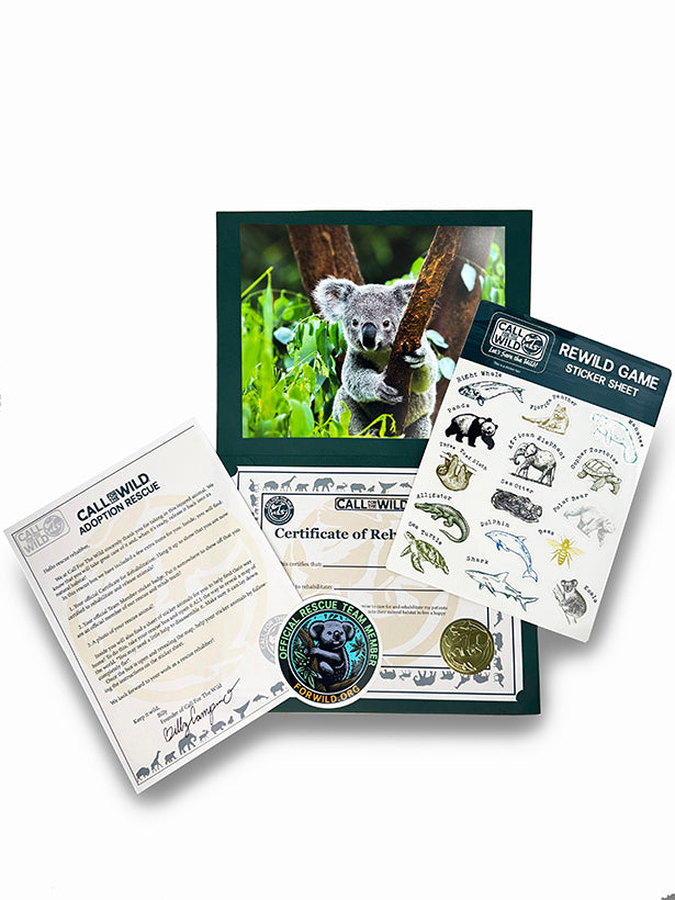 Koala Rescue Plush Adoption Box