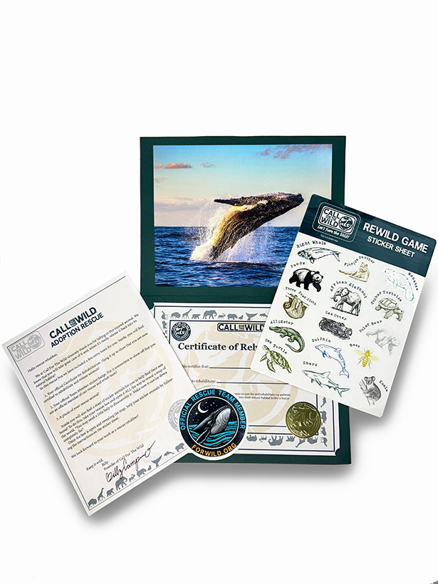 Whale Rescue Plush Adoption Box
