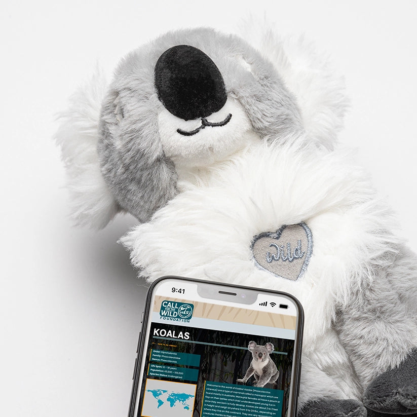 Koala Rescue Plush Adoption Box